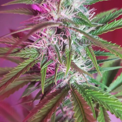 Amnesia Auto growlog timeline photo