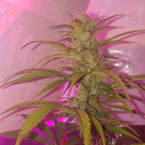 Amnesia Auto growlog timeline photo