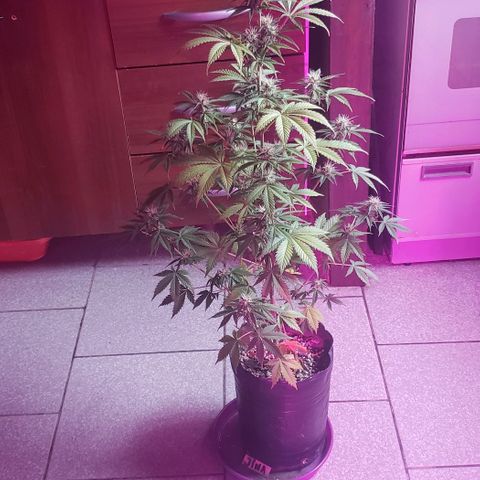 Amnesia Auto growlog timeline photo
