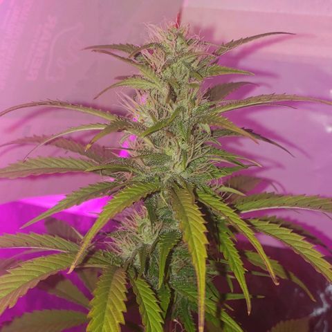 Amnesia Auto growlog timeline photo