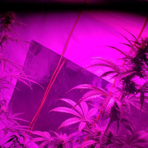 Amnesia Auto growlog timeline photo