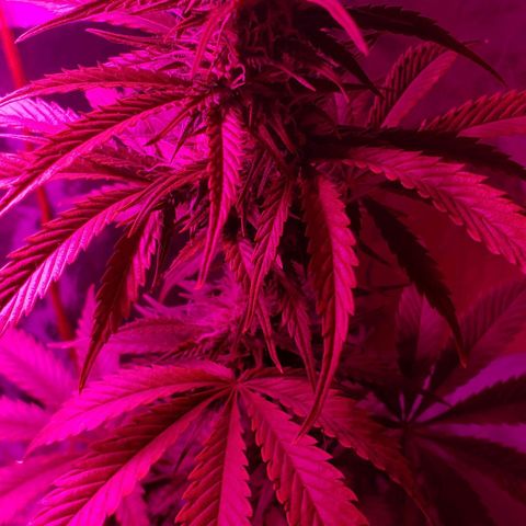 Amnesia Auto growlog timeline photo