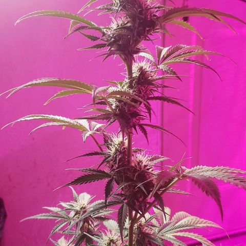 Amnesia Auto growlog timeline photo