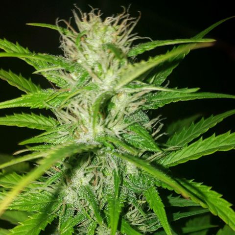 Amnesia Auto growlog timeline photo