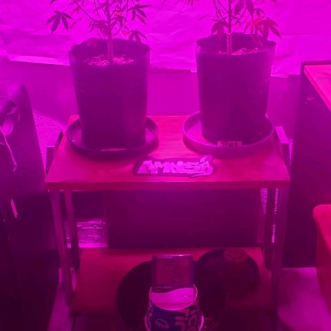 Amnesia Auto growlog timeline photo