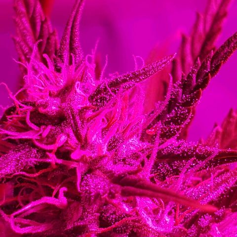 Amnesia Auto growlog timeline photo