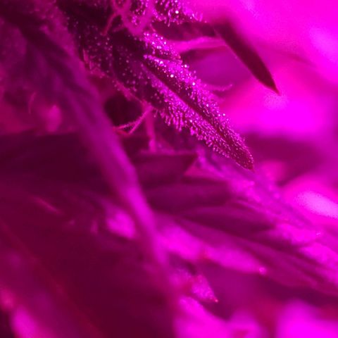 Amnesia Auto growlog timeline photo