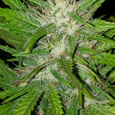 Amnesia Auto growlog timeline photo