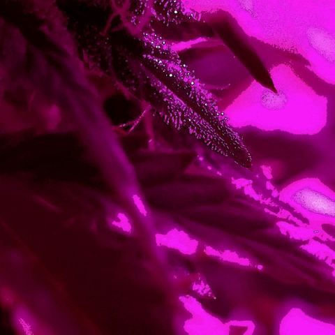 Amnesia Auto growlog timeline photo
