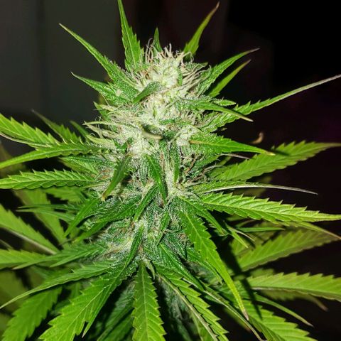 Amnesia Auto growlog timeline photo