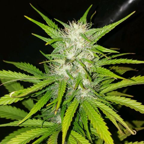 Amnesia Auto growlog timeline photo