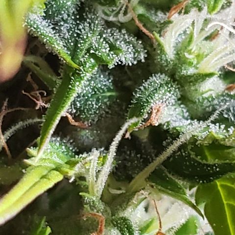 Amnesia Auto growlog timeline photo