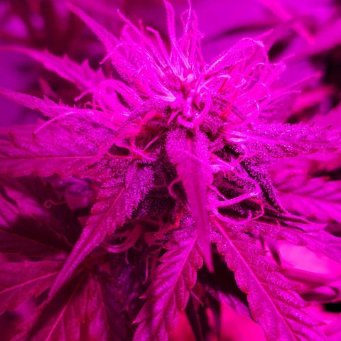 Amnesia Auto growlog timeline photo