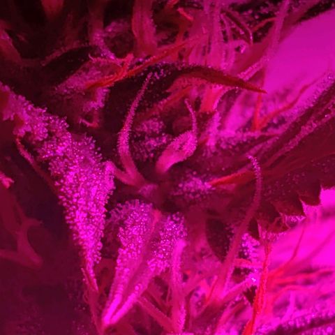 Amnesia Auto growlog timeline photo