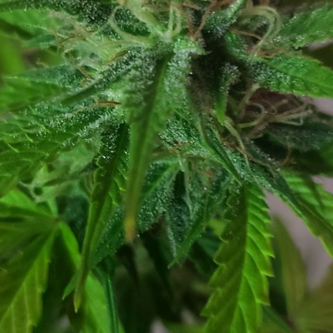 Amnesia Auto growlog timeline photo