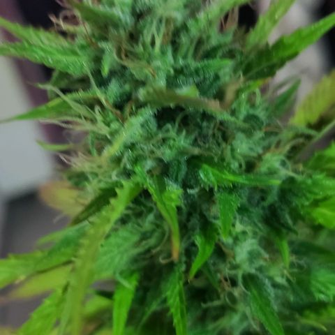 Amnesia Auto growlog timeline photo