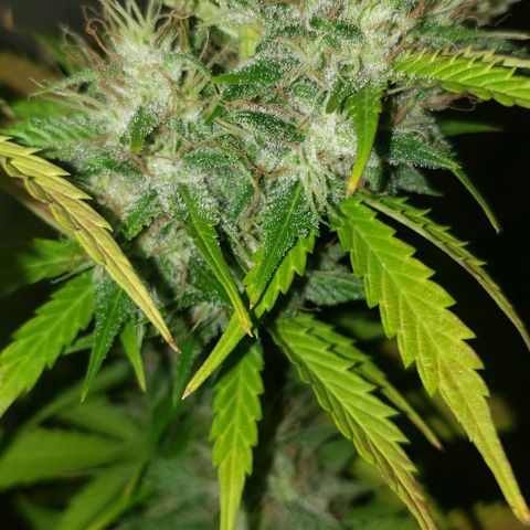 Amnesia Auto growlog timeline photo