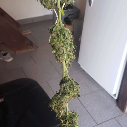 Amnesia Auto growlog timeline photo