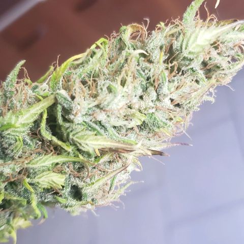Amnesia Auto growlog timeline photo