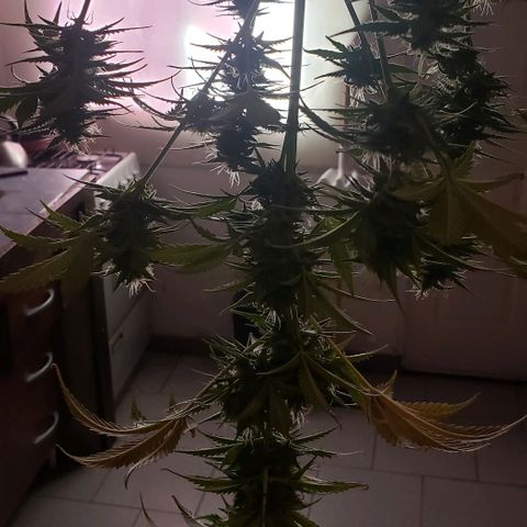Amnesia Auto growlog timeline photo