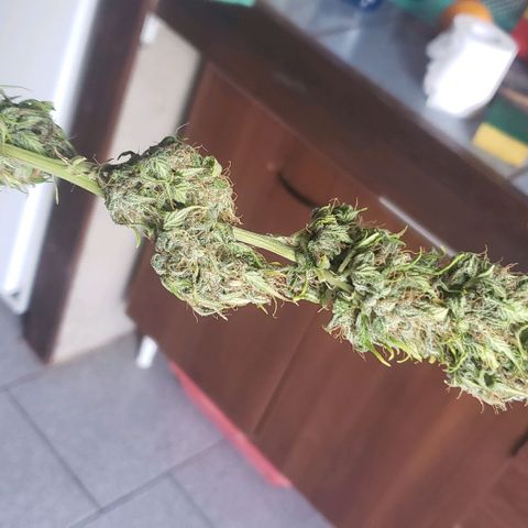 Amnesia Auto growlog timeline photo