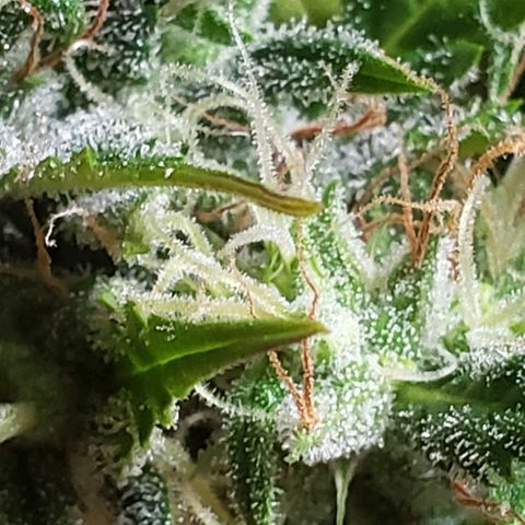 Amnesia Auto growlog timeline photo