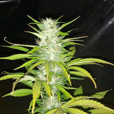 Amnesia Auto growlog timeline photo
