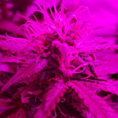 Amnesia Auto growlog timeline photo