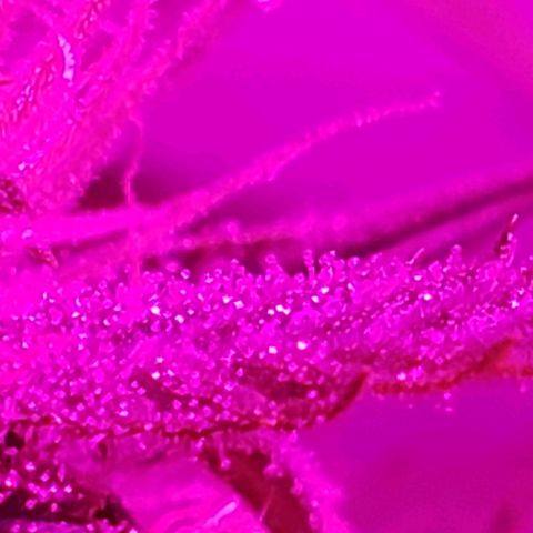Amnesia Auto growlog timeline photo