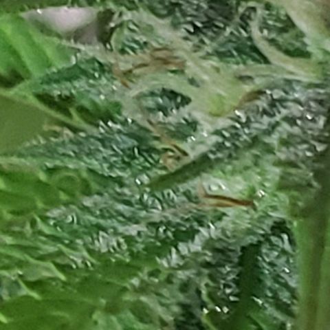 Amnesia Auto growlog timeline photo