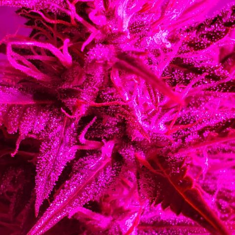 Amnesia Auto growlog timeline photo