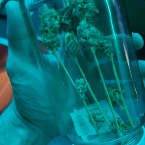Amnesia Auto growlog timeline photo