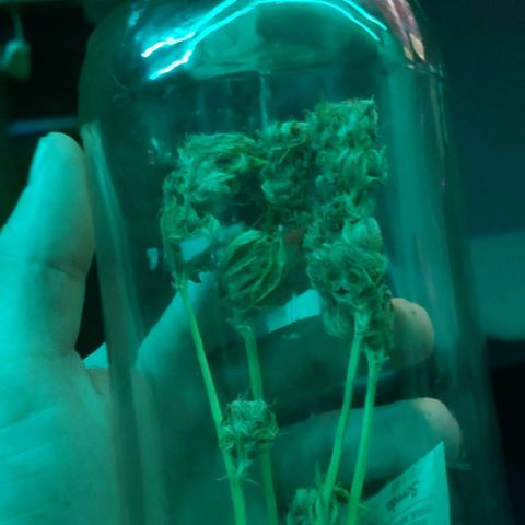 Amnesia Auto growlog timeline photo