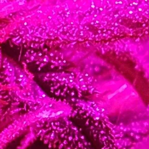 Amnesia Auto growlog timeline photo