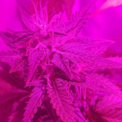 Amnesia Auto growlog timeline photo
