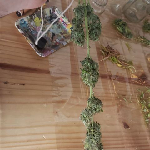 Amnesia Auto growlog timeline photo