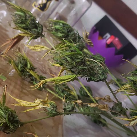 Amnesia Auto growlog timeline photo