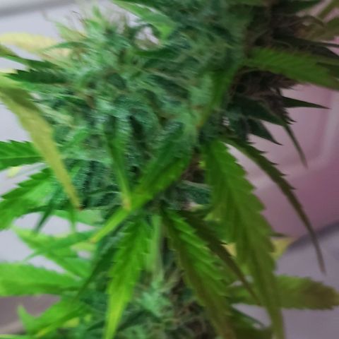 Amnesia Auto growlog timeline photo