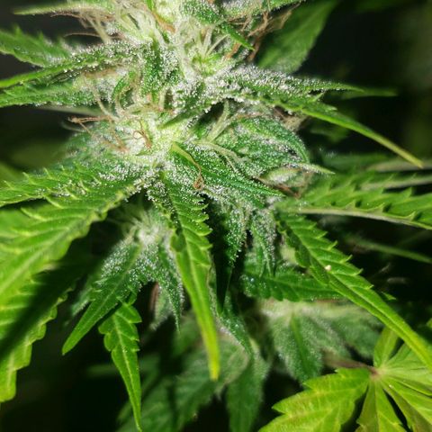 Amnesia Auto growlog timeline photo