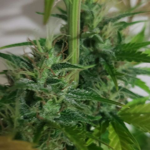 Amnesia Auto growlog timeline photo