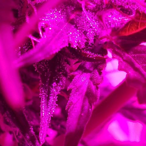 Amnesia Auto growlog timeline photo