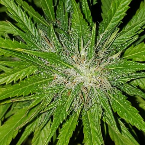 Amnesia Auto growlog timeline photo