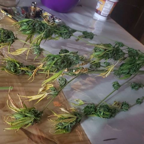 Amnesia Auto growlog timeline photo