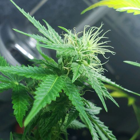 Amnesia Auto growlog timeline photo