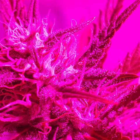Amnesia Auto growlog timeline photo