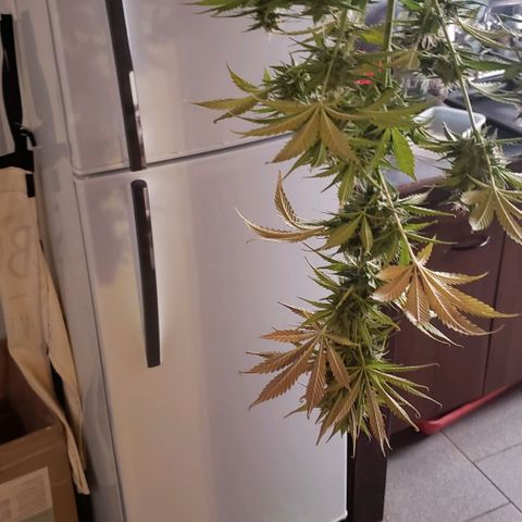 Amnesia Auto growlog timeline photo