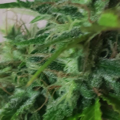 Amnesia Auto growlog timeline photo