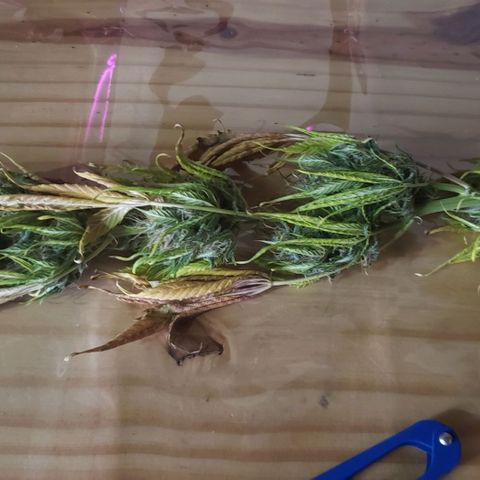 Amnesia Auto growlog timeline photo