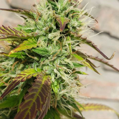 Amnesia Auto growlog photo: Jana 2da amnesia