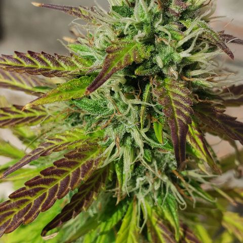 Amnesia Auto growlog photo: Jana 2da amnesia